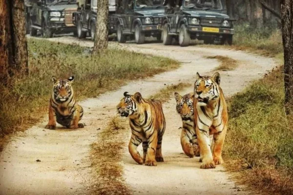 Delhi to Jim-Corbett Tour by Tempo Traveller