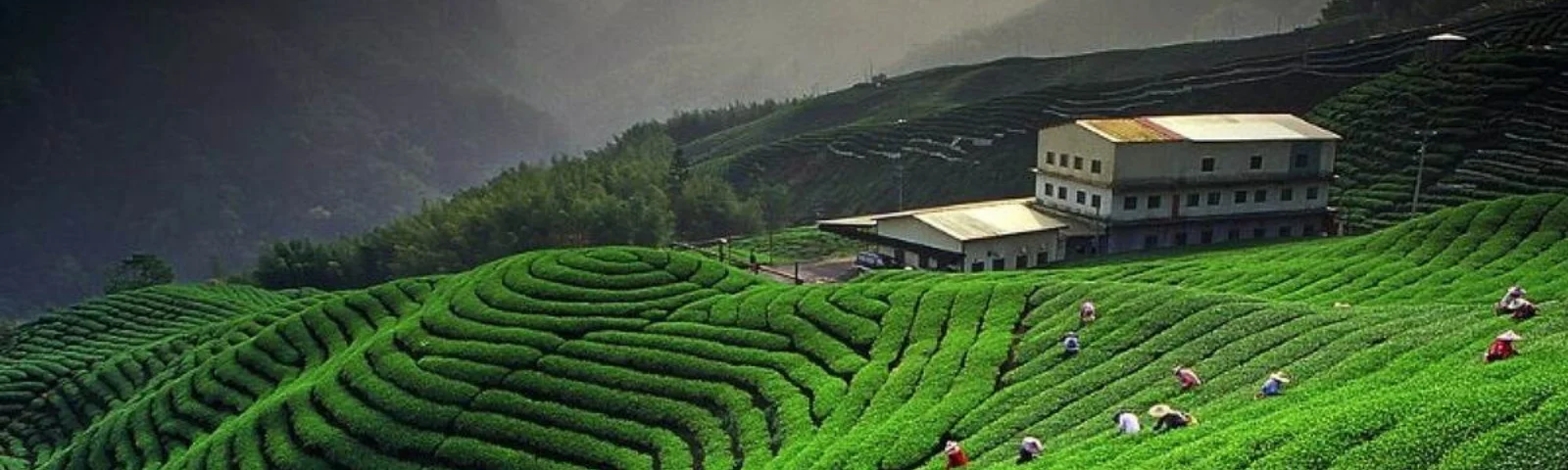Delhi to Kausani Tour by Tempo Traveller Delhi to Kausani Tour by Tempo Traveller